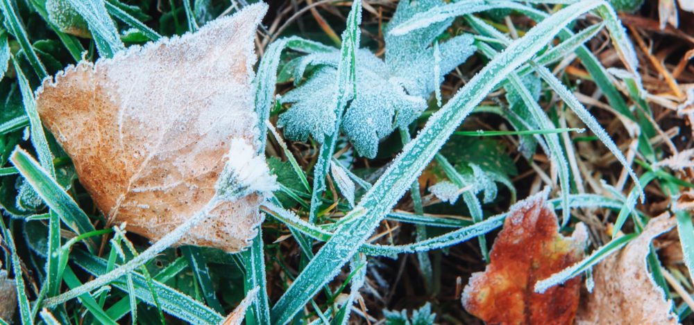 gefrorene Blätter auf gefrorenem Rasen im Winter
